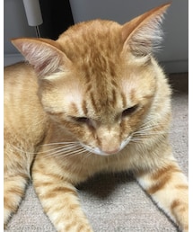 今日のナツメさん🐈 | その他