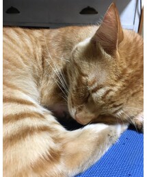 今日のナツメさん🐈 | その他