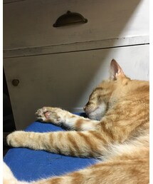 今日のナツメさん🐈 | その他