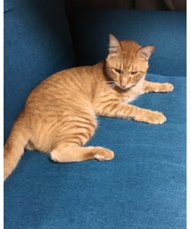 今日のナツメさん🐈 | その他