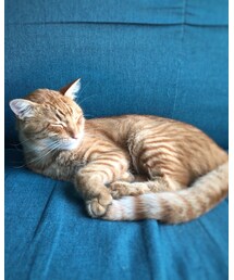 今日のナツメさん🐈 | その他