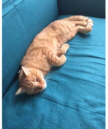 今日のナツメさん🐈 | その他