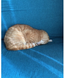 今日のナツメさん🐈 | 突っ伏し寝😂(その他)