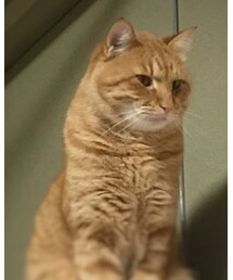 今日のナツメさん🐈 | その他