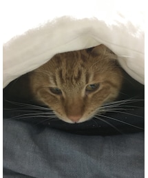 今日のナツメさん🐈 | ふとんとられました(о´∀`о)(その他)