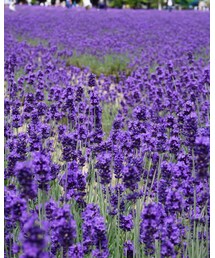 富田ファーム | その他