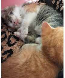 こねこズ | その他