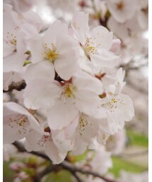 お花見🌸 | その他