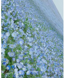 ネモフィラ | その他