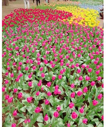 チューリップ | その他