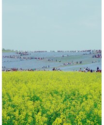 ネモフィラと菜の花 | その他