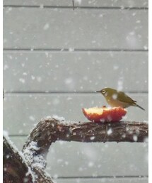 ❄️ | その他