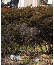 senelier | カーゴパンツ