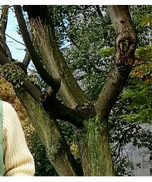 Eddie Bauer | ベスト