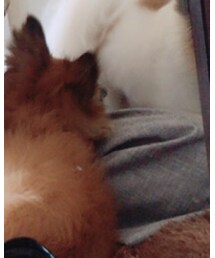 GU | その他パンツ