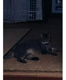 猫(チャゲ) | その他