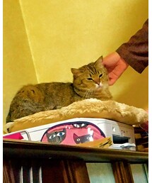 愛猫 | その他