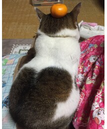 鏡猫 🐱 | その他