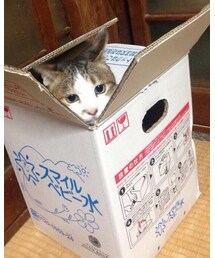 こんにちは (=^・^=) | その他