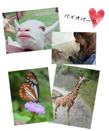 バイオパーク | その他