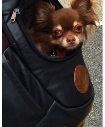 愛息子 | その他