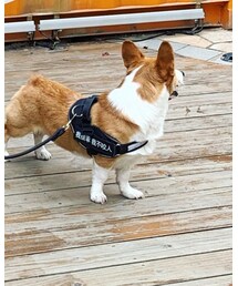CORGI | その他