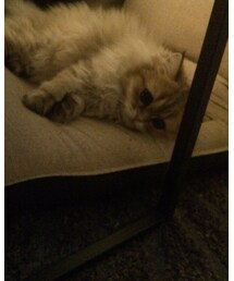 ぴちぇ | 最近は甘えます。(その他)