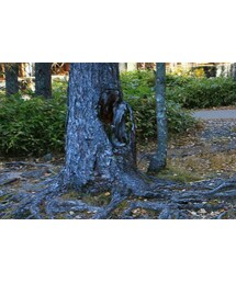 mont-bell | ジャケット/アウター