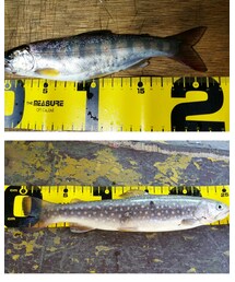 昨日のあまご、イワナ | その他