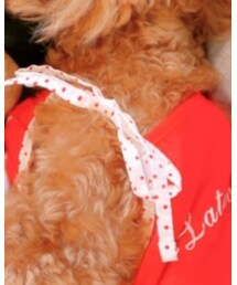 Youtubeはじめました🐶 | その他