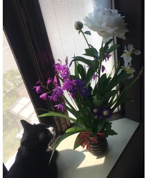 くろねこと花 | その他