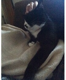 くろねこ | その他