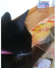 ドロボー猫 | その他