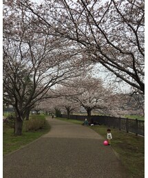 🌸 | その他
