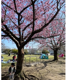🌸 | その他