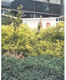 Handmade | サスペンダー