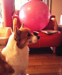 コーギー | 菊丸(その他)