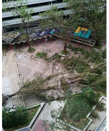 poor tree 🌳 | その他