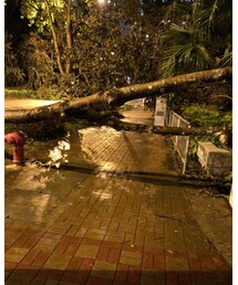 poor tree💔 | その他