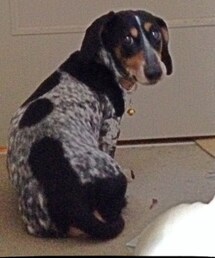 ミニチュアダックスフンド（パイボールド）(その他)