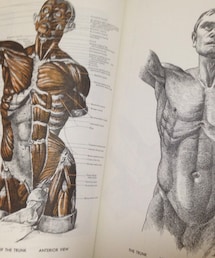 なし | AN ATLAS OF ANATOMY FOR ARTISTS : Fritz Schider(本)