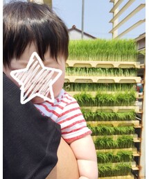 前から見るとふさふさ | その他