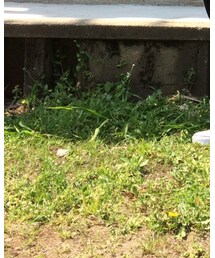 VANS | スニーカー