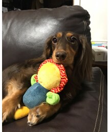 犬と生活 | その他