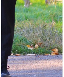 no brand | ソックス/靴下