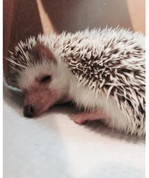 ハリネズミカフェに行ってきました❣️ | その他