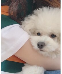 わんちゃんと触れ合ってきた🐶 | その他