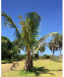 南国のビロウ | その他