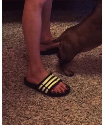 adidas | シューズ