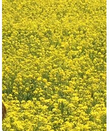 Handmade | ワンピース